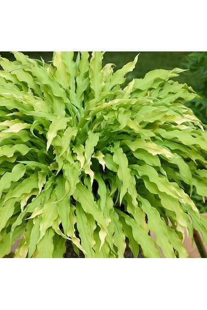 Хоста ’Party Streamers’